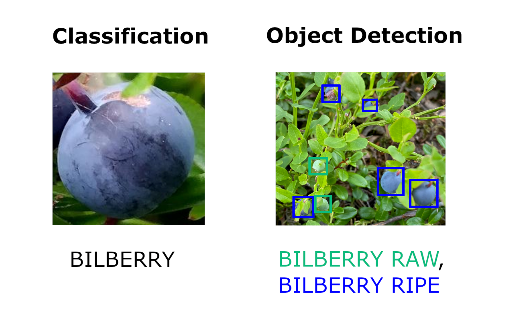 Detecting berries with Deep Learning - FrostBit